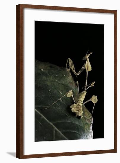 Gongylus Gongylodes (Wandering Violin Mantis)-Paul Starosta-Framed Photographic Print