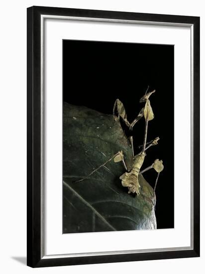 Gongylus Gongylodes (Wandering Violin Mantis)-Paul Starosta-Framed Photographic Print