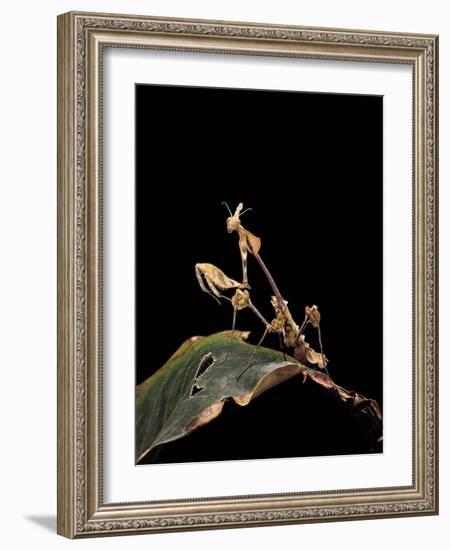 Gongylus Gongylodes (Wandering Violin Mantis)-Paul Starosta-Framed Photographic Print