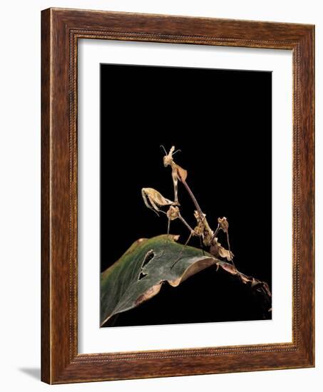 Gongylus Gongylodes (Wandering Violin Mantis)-Paul Starosta-Framed Photographic Print