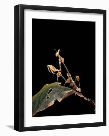 Gongylus Gongylodes (Wandering Violin Mantis)-Paul Starosta-Framed Photographic Print