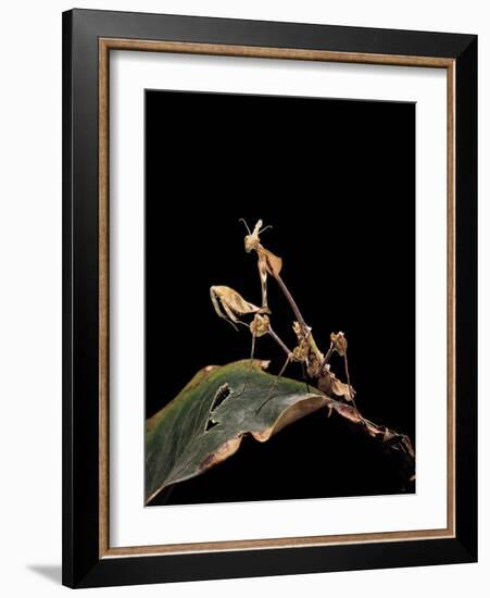 Gongylus Gongylodes (Wandering Violin Mantis)-Paul Starosta-Framed Photographic Print