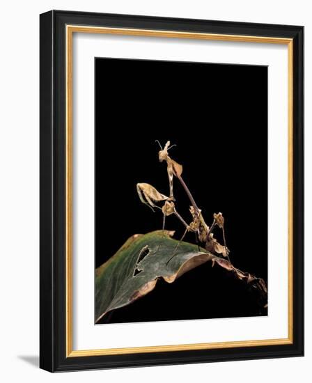 Gongylus Gongylodes (Wandering Violin Mantis)-Paul Starosta-Framed Photographic Print