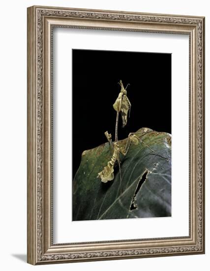 Gongylus Gongylodes (Wandering Violin Mantis)-Paul Starosta-Framed Photographic Print