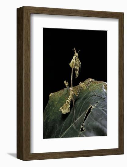 Gongylus Gongylodes (Wandering Violin Mantis)-Paul Starosta-Framed Photographic Print