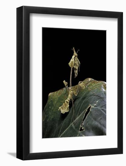 Gongylus Gongylodes (Wandering Violin Mantis)-Paul Starosta-Framed Photographic Print