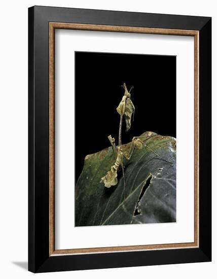 Gongylus Gongylodes (Wandering Violin Mantis)-Paul Starosta-Framed Photographic Print