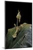 Gongylus Gongylodes (Wandering Violin Mantis)-Paul Starosta-Mounted Photographic Print