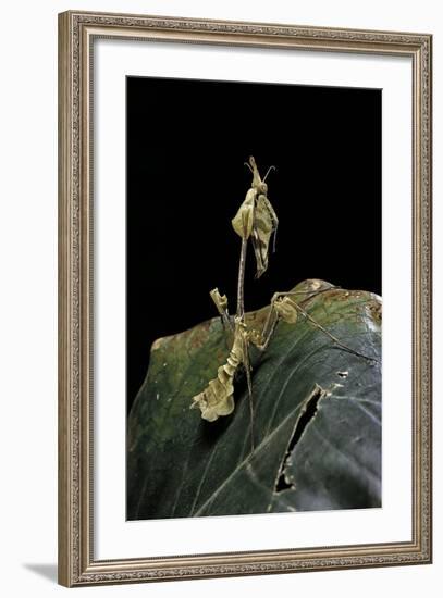 Gongylus Gongylodes (Wandering Violin Mantis)-Paul Starosta-Framed Photographic Print