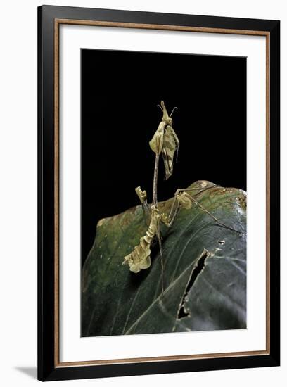 Gongylus Gongylodes (Wandering Violin Mantis)-Paul Starosta-Framed Photographic Print