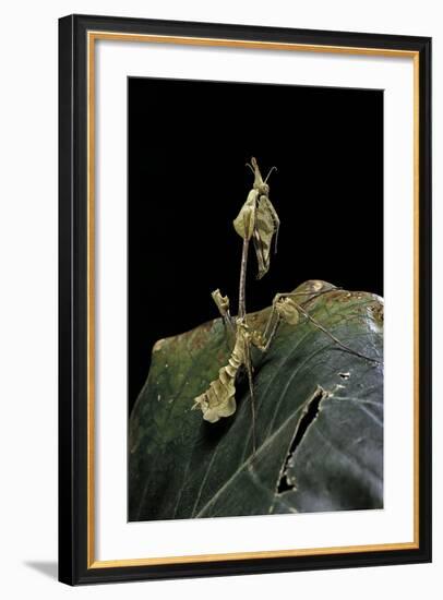 Gongylus Gongylodes (Wandering Violin Mantis)-Paul Starosta-Framed Photographic Print