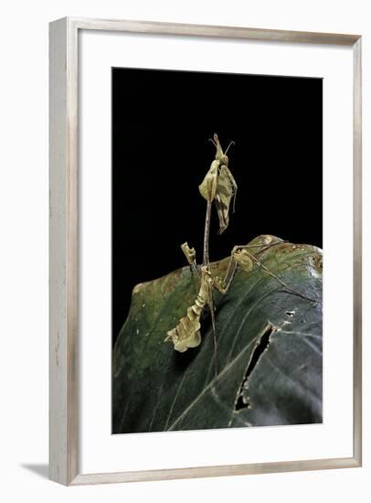 Gongylus Gongylodes (Wandering Violin Mantis)-Paul Starosta-Framed Photographic Print