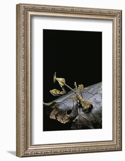 Gongylus Gongylodes (Wandering Violin Mantis)-Paul Starosta-Framed Photographic Print