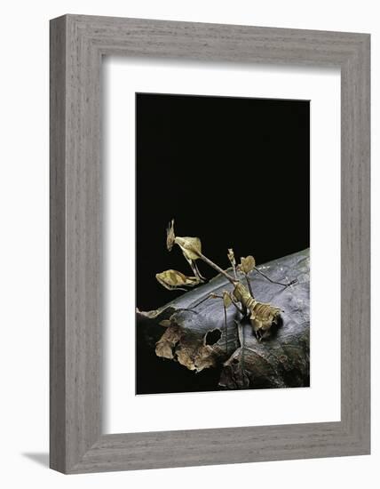 Gongylus Gongylodes (Wandering Violin Mantis)-Paul Starosta-Framed Photographic Print