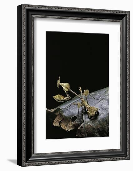 Gongylus Gongylodes (Wandering Violin Mantis)-Paul Starosta-Framed Photographic Print