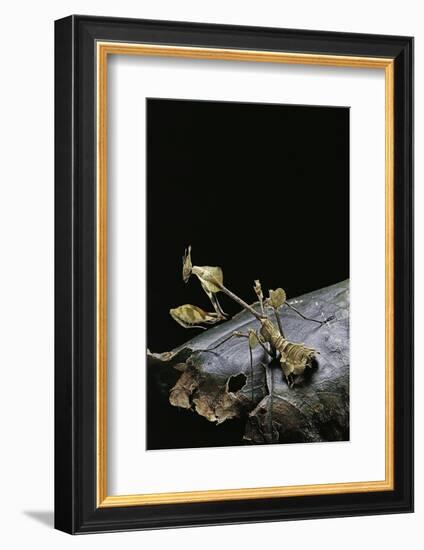 Gongylus Gongylodes (Wandering Violin Mantis)-Paul Starosta-Framed Photographic Print