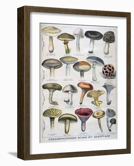 Good and Bad Mushrooms, 1896-null-Framed Giclee Print