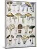 Good and Bad Mushrooms, 1896-null-Mounted Giclee Print