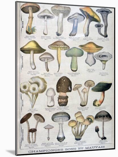 Good and Bad Mushrooms, 1896-null-Mounted Giclee Print