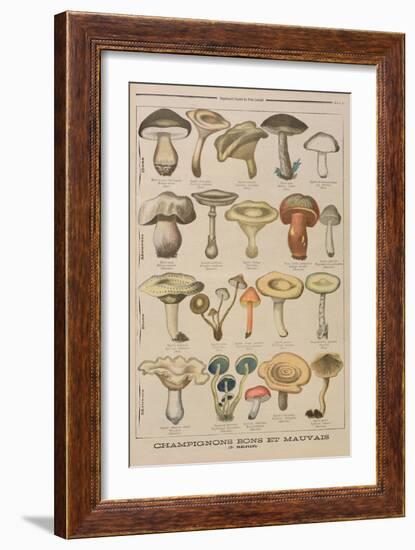 Good and Bad Mushrooms, Illustration from the Illustrated Supplement of Le Petit Journal-French-Framed Giclee Print