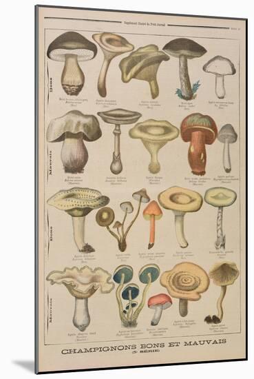 Good and Bad Mushrooms, Illustration from the Illustrated Supplement of Le Petit Journal-French-Mounted Giclee Print