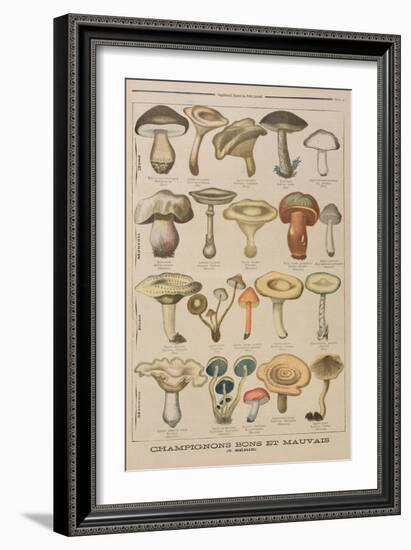 Good and Bad Mushrooms, Illustration from the Illustrated Supplement of Le Petit Journal-French-Framed Giclee Print