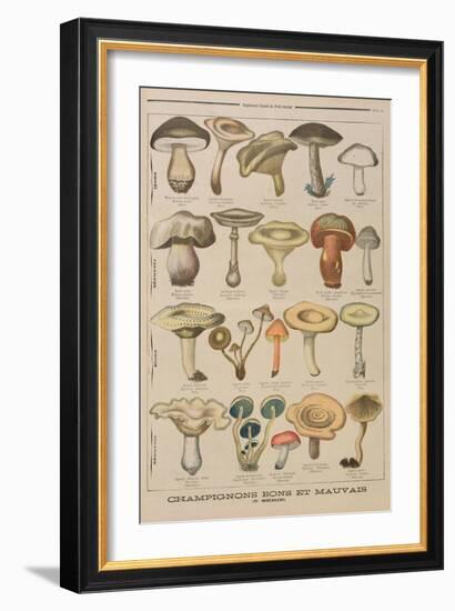 Good and Bad Mushrooms, Illustration from the Illustrated Supplement of Le Petit Journal-French-Framed Giclee Print