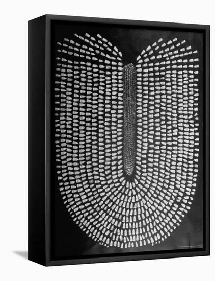 Good Kernels from a Sample Ear of Corn in a Laboratory-Wallace Kirkland-Framed Premier Image Canvas