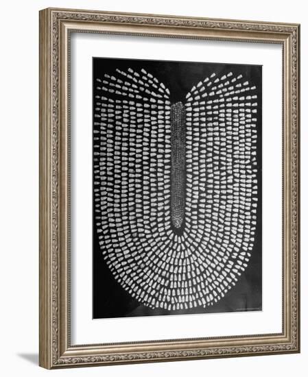 Good Kernels from a Sample Ear of Corn in a Laboratory-Wallace Kirkland-Framed Photographic Print