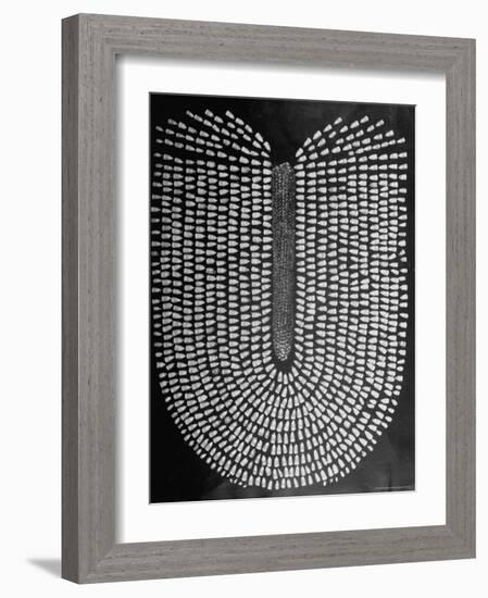 Good Kernels from a Sample Ear of Corn in a Laboratory-Wallace Kirkland-Framed Photographic Print