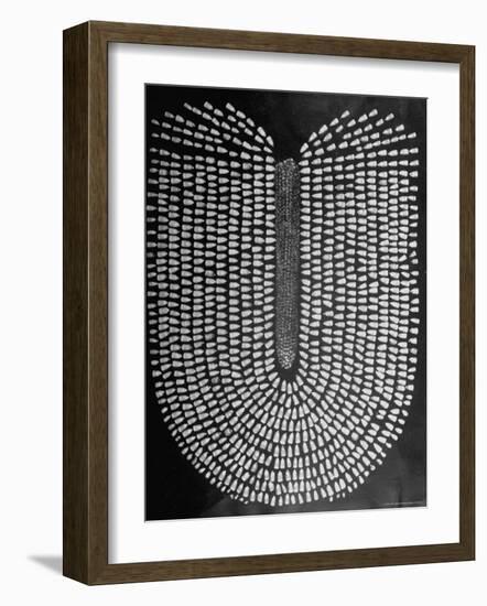 Good Kernels from a Sample Ear of Corn in a Laboratory-Wallace Kirkland-Framed Photographic Print