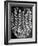 Good Kernels from a Sample Ear of Corn in a Laboratory-Wallace Kirkland-Framed Photographic Print