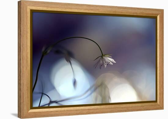 Good Night-Heidi Westum-Framed Premier Image Canvas