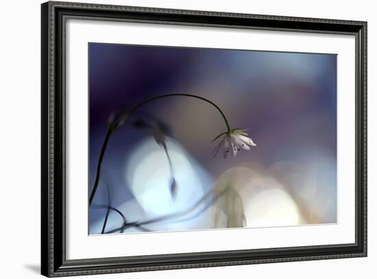 Good Night-Heidi Westum-Framed Photographic Print