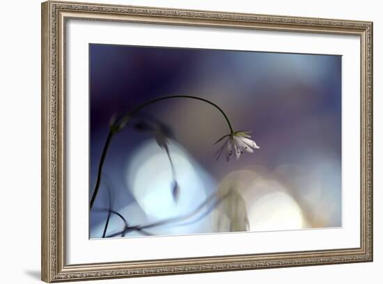 Good Night-Heidi Westum-Framed Photographic Print