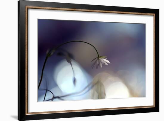 Good Night-Heidi Westum-Framed Photographic Print