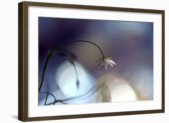 Good Night-Heidi Westum-Framed Photographic Print