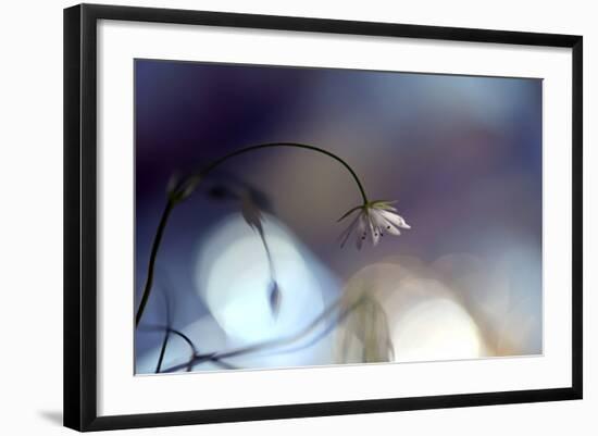 Good Night-Heidi Westum-Framed Photographic Print