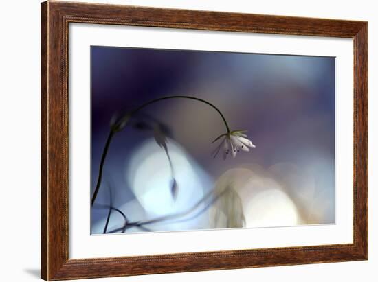 Good Night-Heidi Westum-Framed Photographic Print