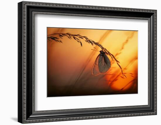 Good Night-Francois Casanova-Framed Photographic Print