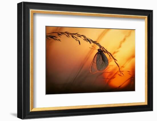 Good Night-Francois Casanova-Framed Photographic Print