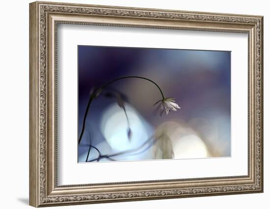 Good Night-Heidi Westum-Framed Photographic Print