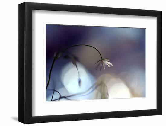 Good Night-Heidi Westum-Framed Photographic Print