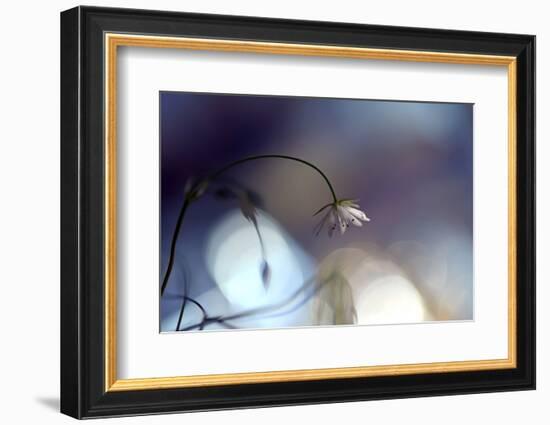 Good Night-Heidi Westum-Framed Photographic Print