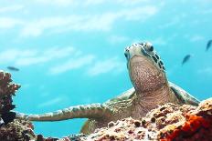 Green Turtle Underwater Close-Up. Sipadan. Celebes Sea-GoodOlga-Photographic Print