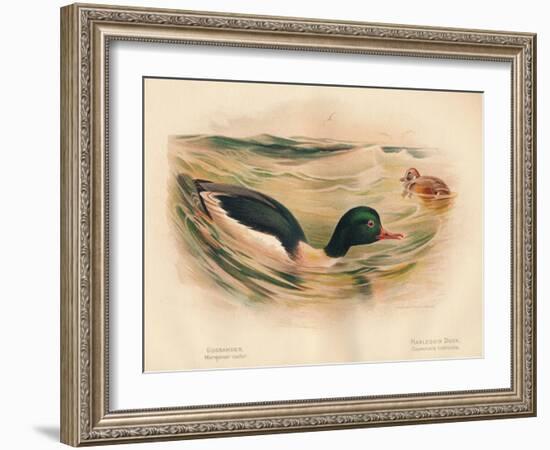 Goosander (Merganser castor), Harlequin Duck (Cosmonetta histrionica), 1900, (1900)-Charles Whymper-Framed Giclee Print