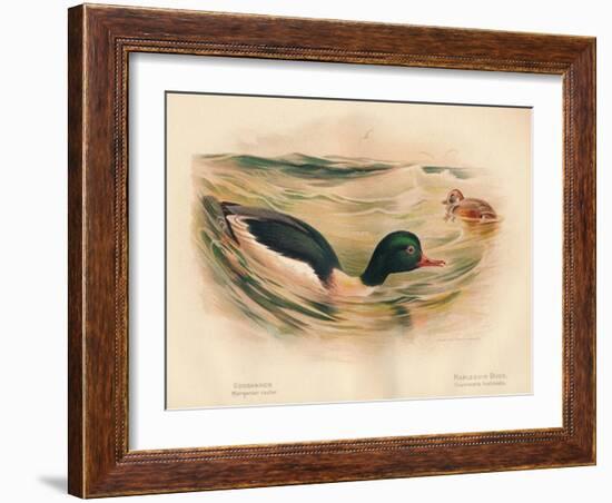 Goosander (Merganser castor), Harlequin Duck (Cosmonetta histrionica), 1900, (1900)-Charles Whymper-Framed Giclee Print