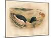 Goosander (Merganser castor), Harlequin Duck (Cosmonetta histrionica), 1900, (1900)-Charles Whymper-Mounted Giclee Print