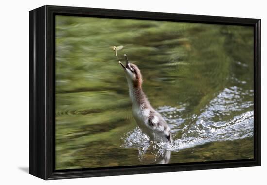 Goosander (Mergus merganser) chick hunting mayfly,  Upper Bavaria, Germany-Konrad Wothe-Framed Premier Image Canvas