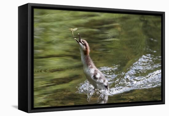 Goosander (Mergus merganser) chick hunting mayfly,  Upper Bavaria, Germany-Konrad Wothe-Framed Premier Image Canvas